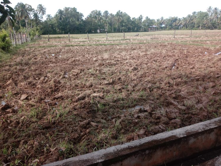 Areal Persawahan Blang Seumasang Mulai Dilakukan Pengolahan