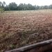 Areal Persawahan Blang Seumasang Mulai Dilakukan Pengolahan