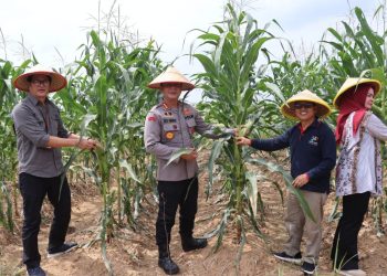 Polresta Jambi Gelar Panen Raya Jagung Serentak, Dukung Program Nasional Swasembada Pangan 2025