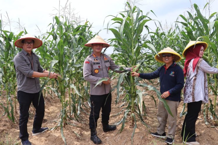 Polresta Jambi Gelar Panen Raya Jagung Serentak, Dukung Program Nasional Swasembada Pangan 2025