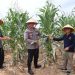Polresta Jambi Gelar Panen Raya Jagung Serentak, Dukung Program Nasional Swasembada Pangan 2025