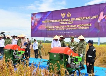 Komitmen Perkuat Ketahanan Pangan Nasional, TNI AL Panen Kedelai Varietas Unggulan di Lampung
