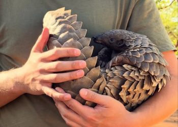 PT Medan Kurangi Hukuman Oknum Polisi Perdagangan Sisik Trenggiling Jadi 7 Tahun Penjara